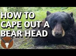 how to cape out a bear head you