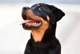 rottweiler growth chart when are