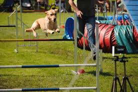 diy dog agility course equipment plans