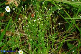 Linum catharticum subsp. catharticum - Lino catartico ...
