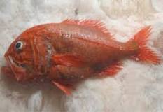 where-can-i-find-orange-roughy