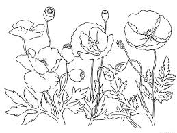 Poppy Coloring Pages Aniola Info