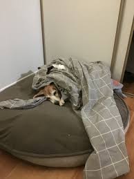 Kirkland dog bed kirkland dog bed cover sympawtico com. Kirkland Dog Bed Reviews In Pet Products Chickadvisor