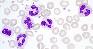 neutrophils from bone marrow