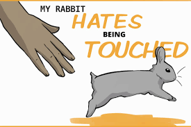 my rabbit doesn t like to be touched