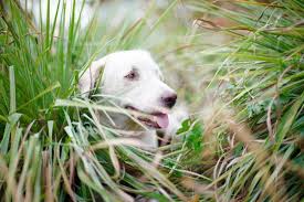 Is Lemongrass Safe For Dogs Ollie Blog