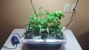 How to grow a tabletop hydroponics herb garden Farm and Dairy