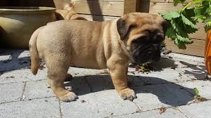 You will find bullmastiff dogs for adoption and puppies for sale under the listings here. Five Dog Toys That Make A Good Fit For Bullmastiff Puppies Puppy Toob