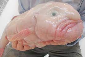 Este pez fue declarado el más feo del mundo, FOTO