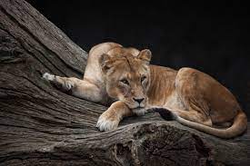 Lioness on a Tree Log by minka2507 4k ...