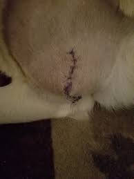 my dog had surgery 6 days ago to remove