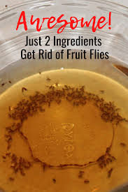 how to trap and get rid of fruit flies