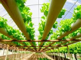 Hydroponic Gardens Information About
