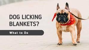 why do dogs lick blankets 6 reasons