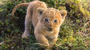 Baby Lion Cubs Wallpapers - Top Free ...