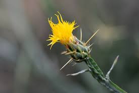 Centaurea solstitialis, Yellow Star-thistle, Southwest Desert Flora