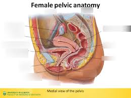 Inferior hypogastric (pelvic) plexus, posterior part: Lec 21 Female Pelvic Anatomy Diagram Diagram Quizlet