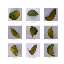 citrus leaves tensorflow datasets