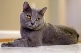 all about the chartreux cat breed