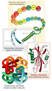secondary structure of protein