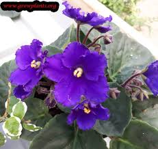 Moderate to bright, indirect, indoor light. Growing African Violet Indoor Violet Plant African Violets Plants African Violets