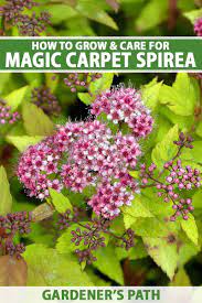 how to grow magic carpet spirea