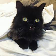 A black cat is a domestic cat with black fur that may be a mixed or specific breed, or a common domestic cat of no particular breed. Meet Princess Monster Truck A Poor Cat That Was Rescued From The Streets Bored Panda