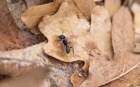 how to identify carpenter ants signs
