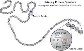 Biology For Kids Proteins And Amino Acids