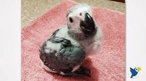 Hand Feeding Guide To Baby African Grey Parrot Goodbird