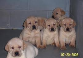 Our names are don & michele miller.we are a family owned and operated business. Yellow Lab Puppies For Sale Cream And Yellow Lab Puppy Breeder