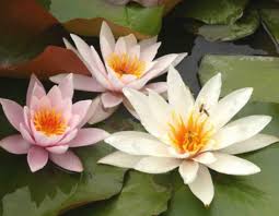 Kaleidoscopes ninfea · kaleidoscopes · fiori · macro · fiori acquatici · ninfea; Piante Acquatiche Quali Sono E Come Curarle
