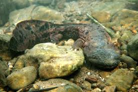 Students Asked Lawmakers To Honor A Salamander Then Things