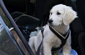 5 Best Dog Harnesses For Car Travel In