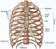 The rib cage is the arrangement of ribs attached to the vertebral column and sternum in the thorax of most vertebrates, that encloses and protects the vital organs such as the heart, lungs and great vessels. Society Spotlight 8211 Em Pectus Carinatum An Orthotic Approach Em Opedge Com