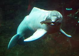 Amazonasdelfin