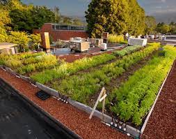 Roof Top Vegetable Garden