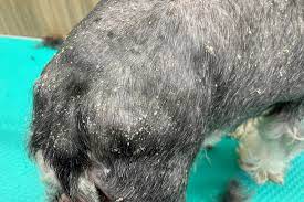 dog dandruff treatment symptoms and