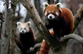 Explore the red panda's (@the_red_panda) posts on pholder | see more posts from u/the_red_panda about wtf, osha and funny. French Zoo Finds Runaway Red Panda