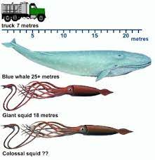 colossal squid largest invertebrate