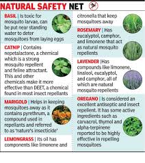 plant repellent saplings at home