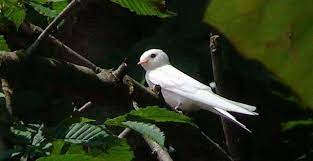 Селската лястовица (hirundo rustica) е дребна птица от семейство лястовицови (hirundinidae), разред врабчоподобни (passeriformes). Byala Lyastovica Se Poyavi V Pleven