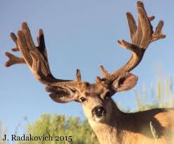 Image result for buck deer