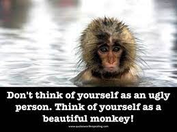 This collection of funny monkey pictures is sure to get you chuckling. Funny Monkey Quotes And Sayings Quotesgram