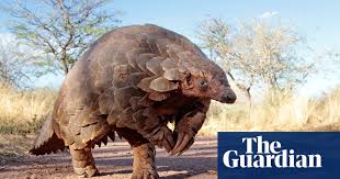 Their meat, skin and antlers were all sought after. Deadly Appetite 10 Animals We Are Eating Into Extinction Environment The Guardian
