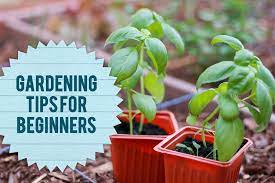vegetable garden tips for beginners