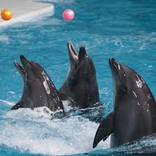 dubai dolphinarium tickets best offers