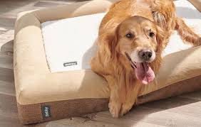 Many dogs suffer from anxiety in one form or another. The Right Dog Bed For Improved Well Being Your Dog