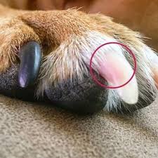 cut your dog s nails