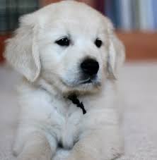 Developed in the 1860's, this breed is still one of the most popular breeds to have as a family pet. Apex Golden Retrievers Home Facebook